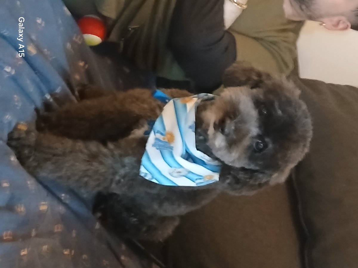 Peluqueria canina