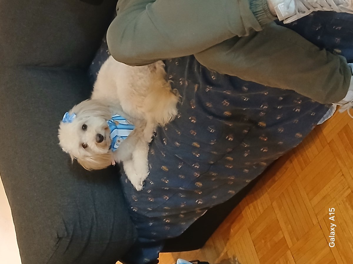 Peluqueria canina, foto 2 de 2