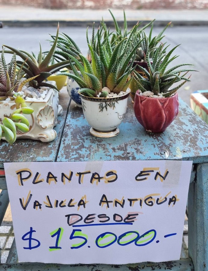 Plantas (Aloe Humilis) en Vajilla Antigua